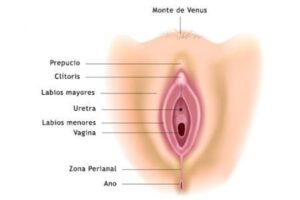 Descarga comprender Dormitorio Qué causa mal olor en la vulva? - Sensual Intim