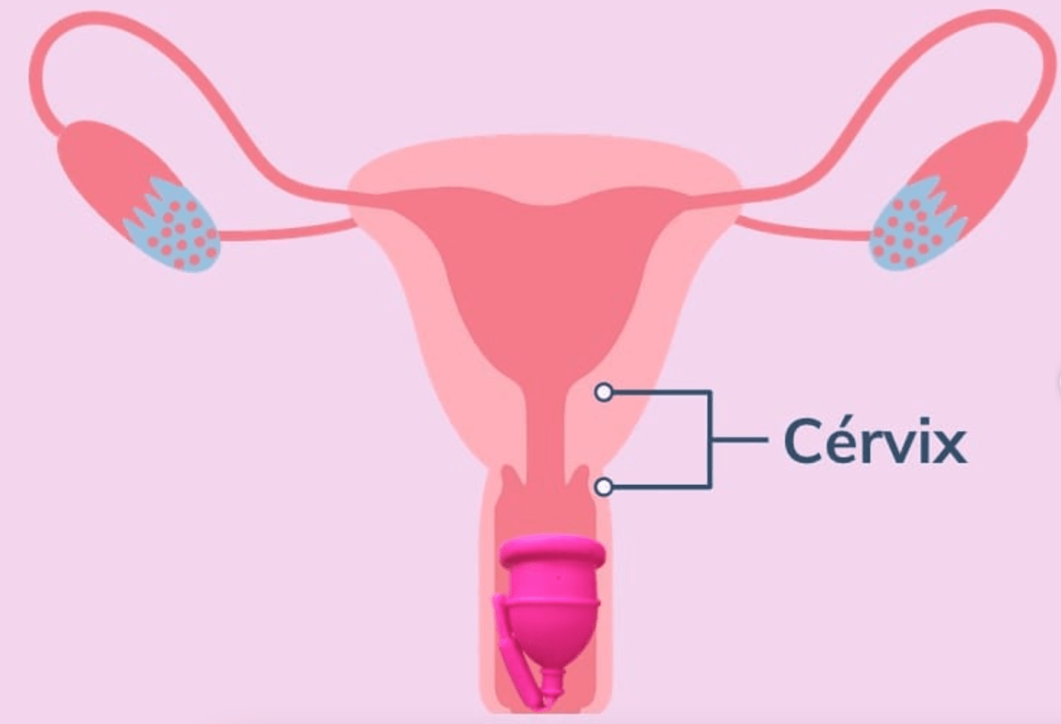 Conoce Las Fases Del Ciclo Menstrual Sensual Intim 2172