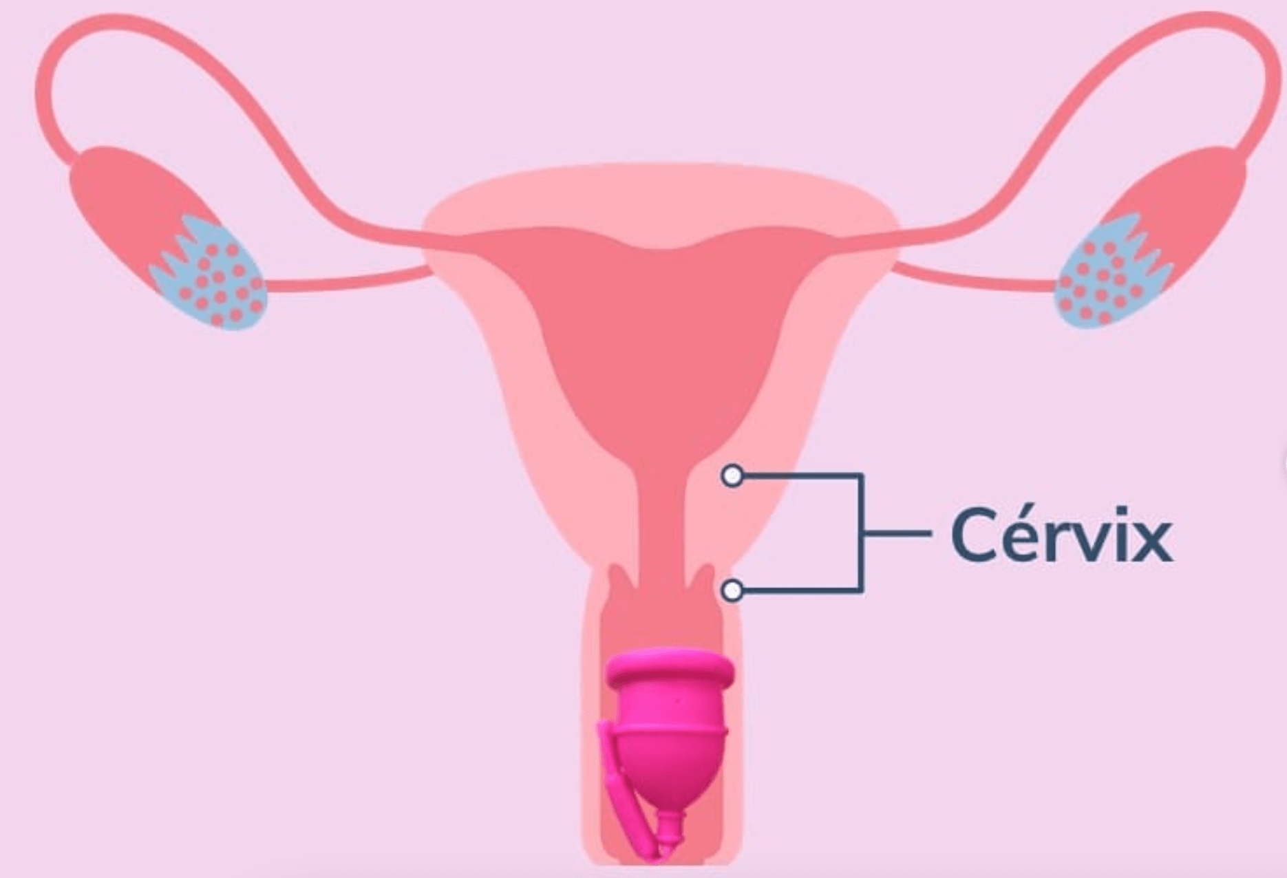 copa menstrual cervix